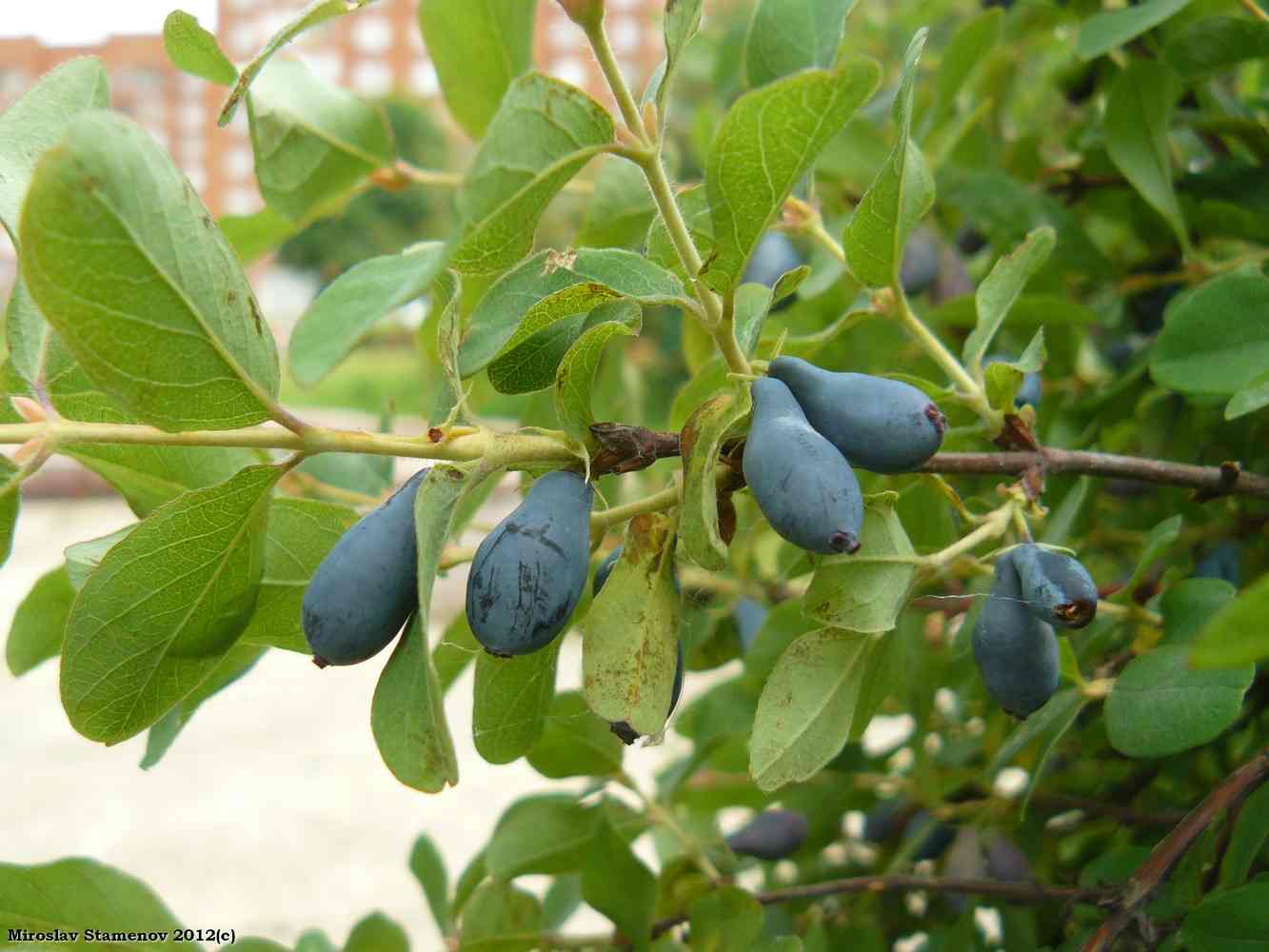 200 seeds Lonicera caerulea edulis, honeyberry, Haskap berry, blue