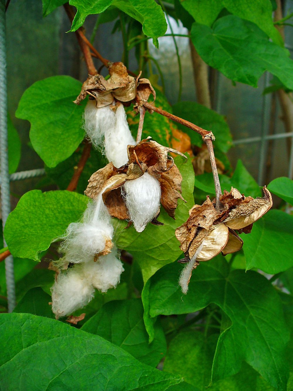 100 Samen Echte Baumwolle Gossypium herbaceum Topfpflanze Baumwollpflanze