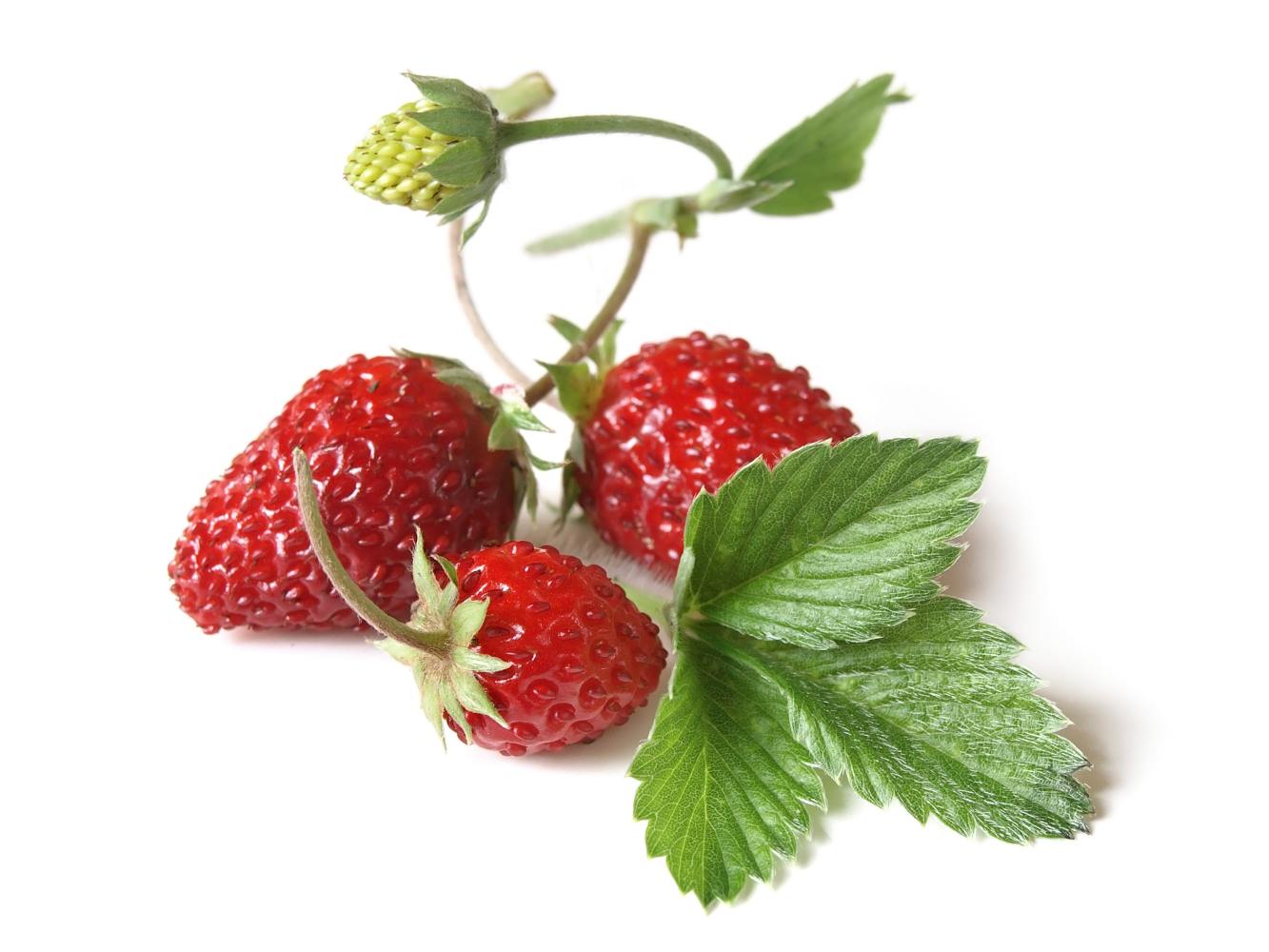 Frucht- 500 Samen Reugen Alpine Erdbeere
