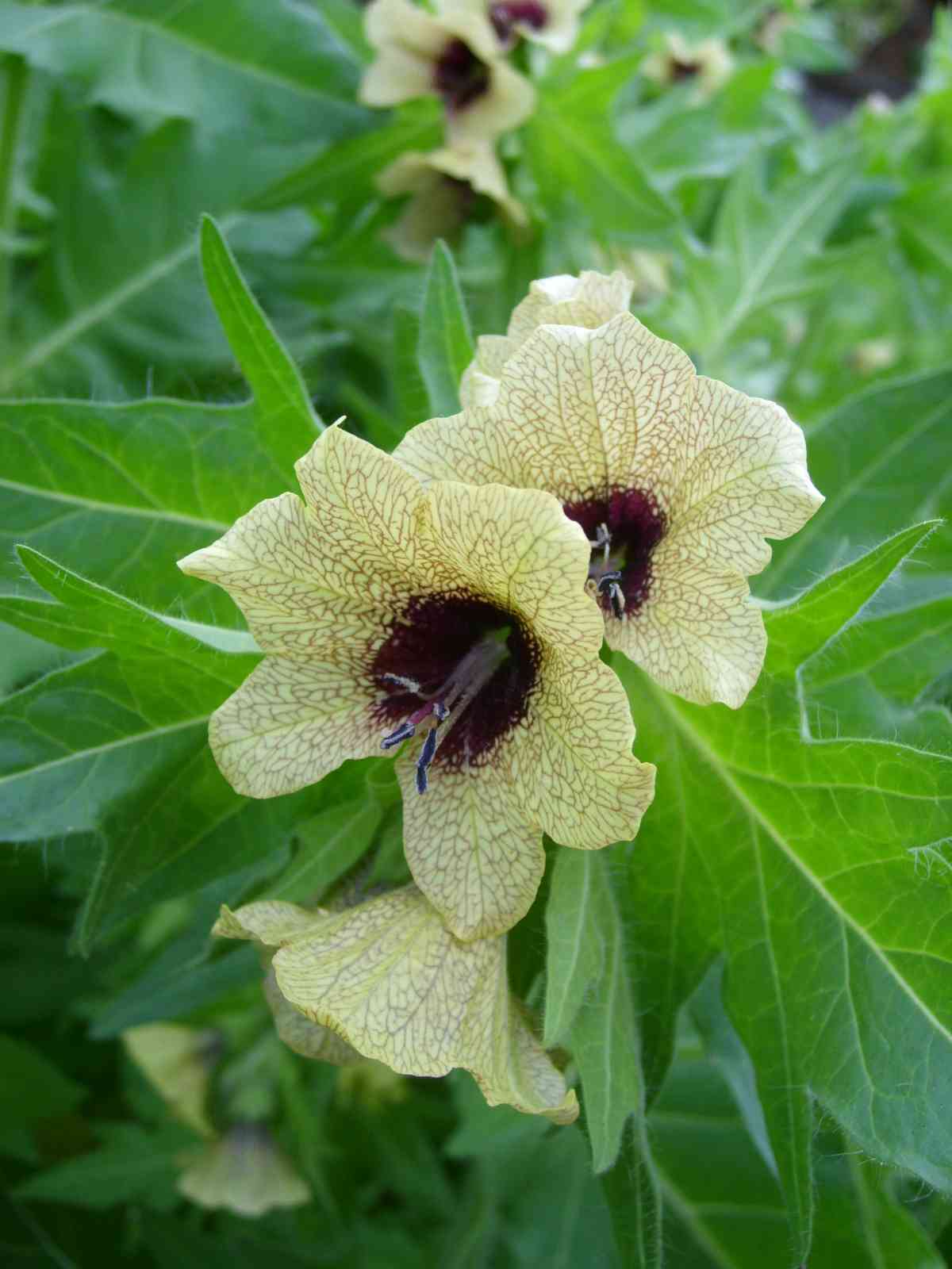 2500 seeds of Hyoscyamus niger, henbane, black henbane