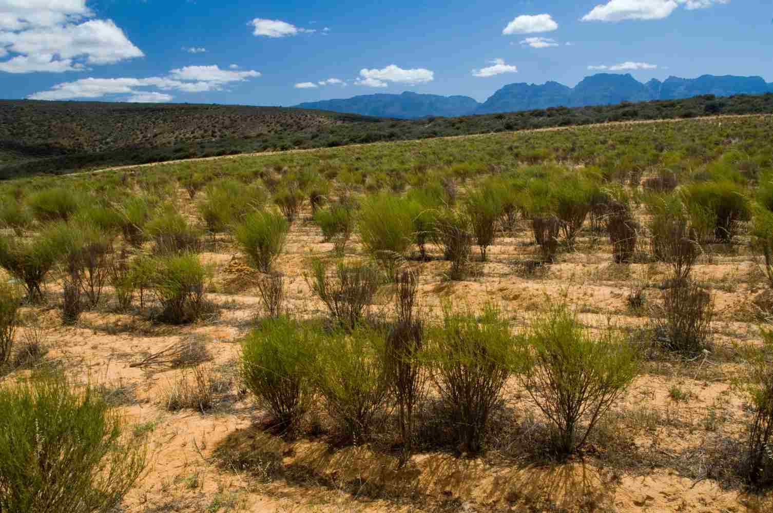 20 rare seeds Aspalathus linearis, Rooibos Red Bush Honeybush | eBay