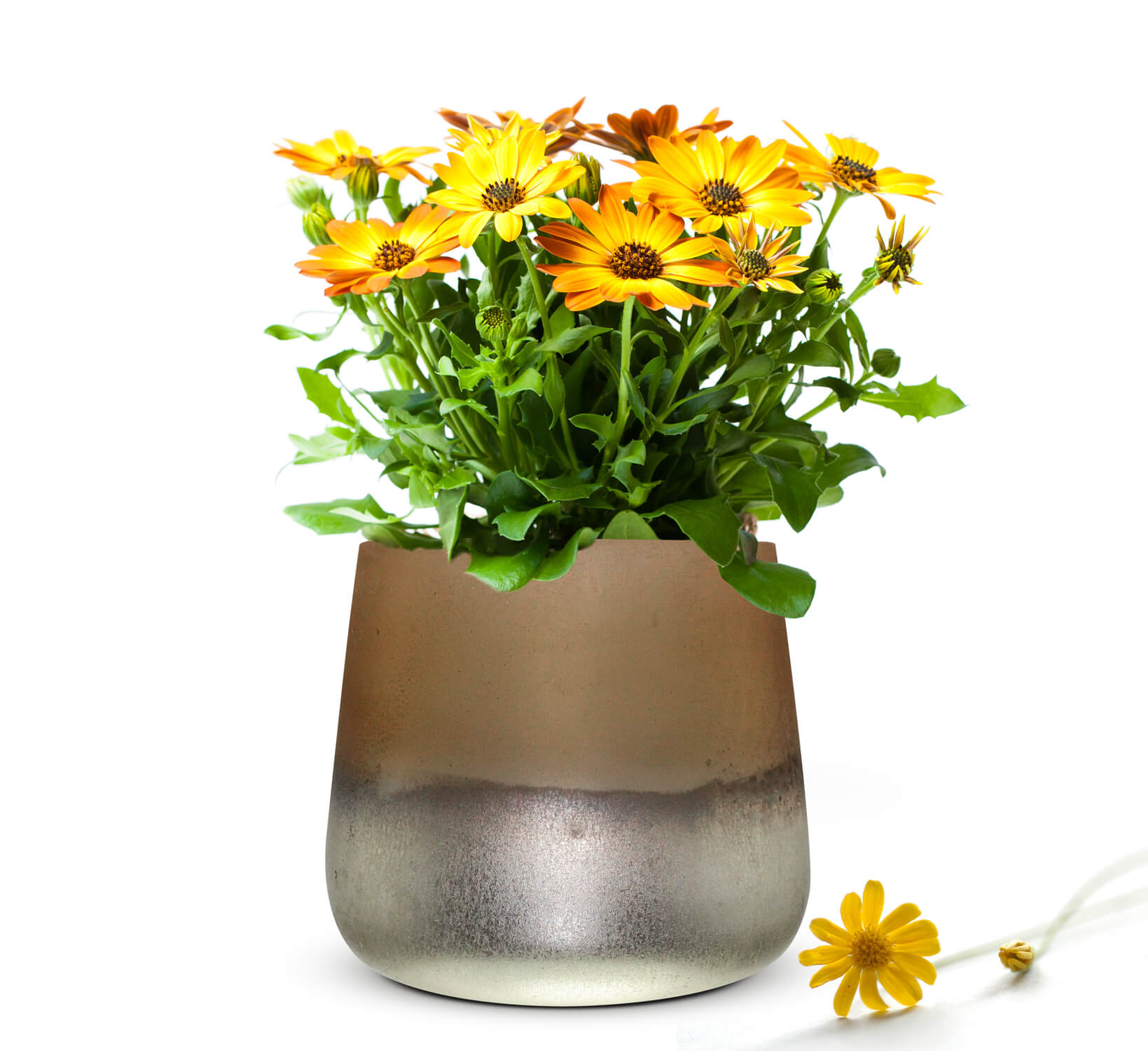Vaso per fiori Barbara, vaso da tavolo, vaso in vetro, vaso per fiori, vaso per piante, vaso decorativo 