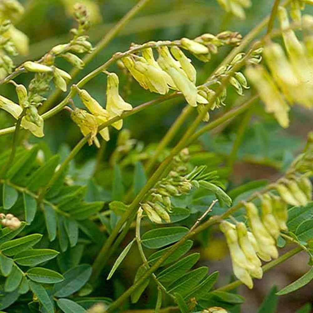 100 seeds Astragalus membranaceus, Bei qi, goat s horn, green dragon